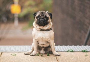 Rotlichttherapie beim Hund