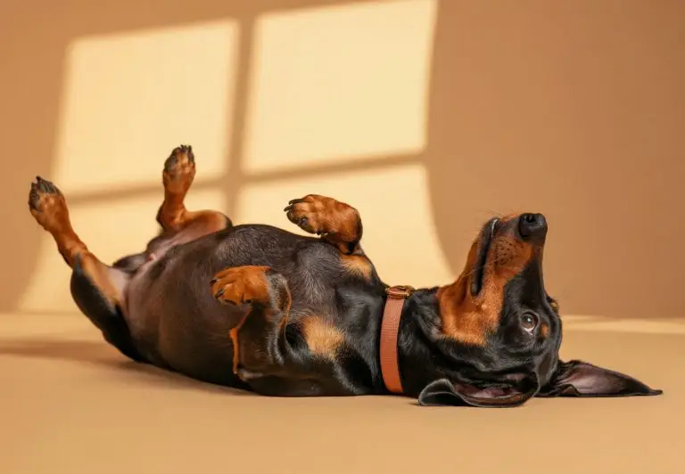 Zehengelenksarthrose beim Hund  – Symptome und Behandlung